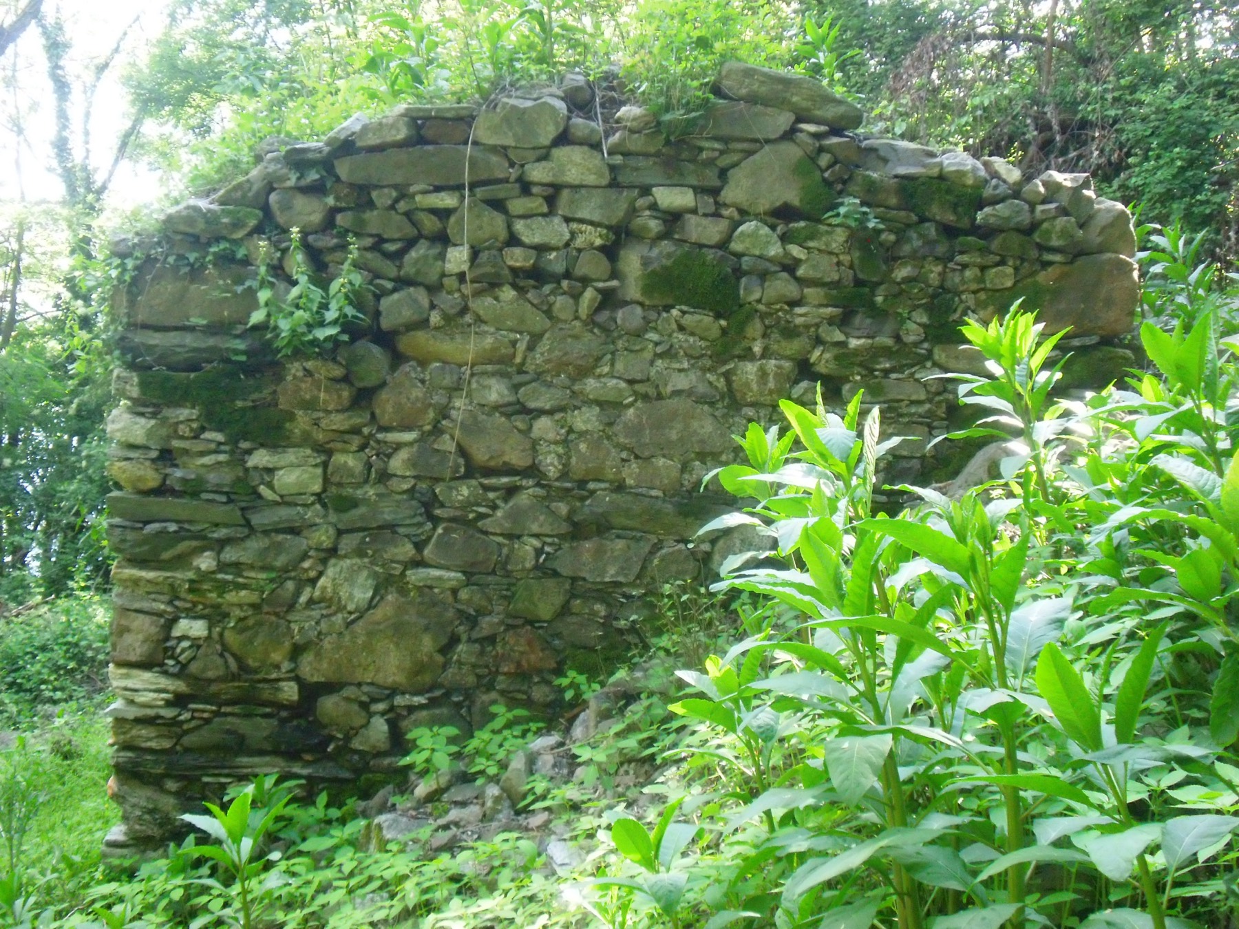 Dettaglio del rudere della cappella prima dell'intervento: le murature in pietra sgretolate e l'arco interno coperto dalla vegetazione